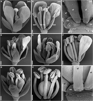 lepidium-like, a Naturally Occurring Mutant of Capsella bursa-pastoris, and Its Implications on the Evolution of Petal Loss in Cruciferae